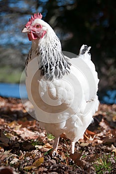 White chicken