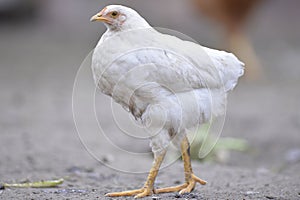 White chicken