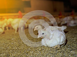 The white chicken in the agriculture business farming