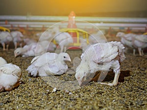 The white chicken in the agriculture business farming