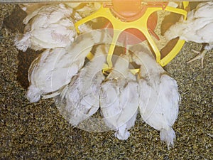 The white chicken in the agriculture business farming