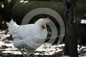 White chicken close-up in an outdoor garden. Red Scallop Chicken