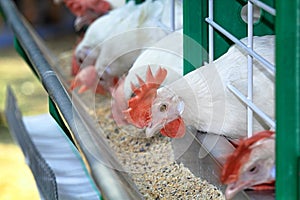 White chicken are contained in a poultry farm