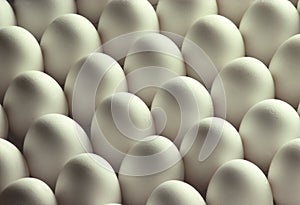 White Chicken Eggs