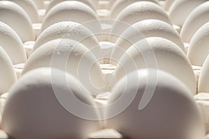 White chicken eggs in a cardboard package