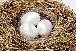 White chicken eggs in nest