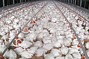 White chicken farming with lot of chickens