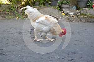 white chicken finding food on the street