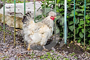 White chicken with forelock in the garden garden near the fence_