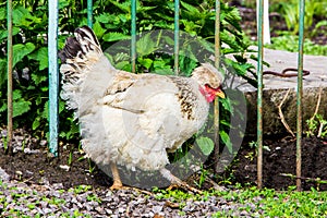 White chicken with forelock in the garden garden near the fence_