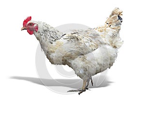 White chicken hen isolated over white