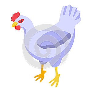 White chicken icon isometric vector. Chick egg