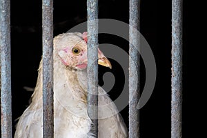 White chicken inside the iron cage