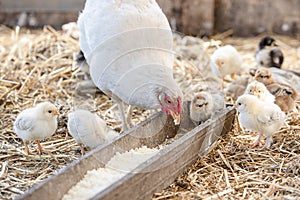 White chicken and little cute chickens in the cage