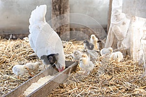 White chicken and little cute chickens in the cage