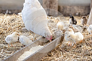 White chicken and little cute chickens in the cage