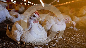 White chicken lying on the ground