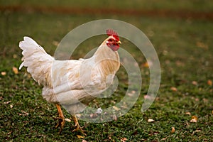 White chicken in a pen in the stable on a farm. Raising cattle on a ranch, pasture