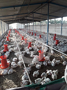 White chicken in poetry farm photo