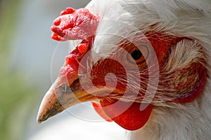 White chicken portrait