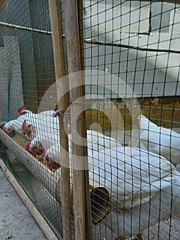 white chicken rooster eating voraciously in the coop