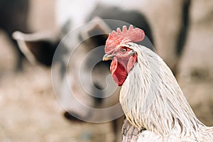 White Chicken Rooster Hen On Pig Snout Background In Rustic Farm