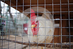 White chicken rooster sitting in a cage behind bars on a farm