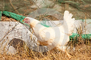 White Chicken Running