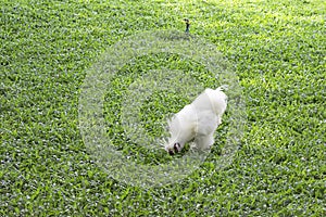 White Chicken or Silkie Hen eating food On the lawn in the garden