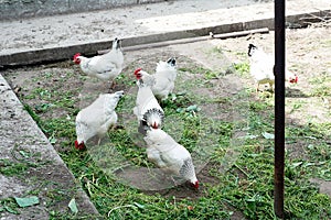 White chicken walking on the chicken coop in the spring. Agriculture. Ornithology. Poultry yard.