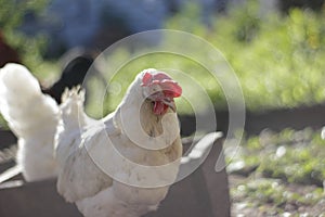 White chicken walking inside hen farm in sunny day