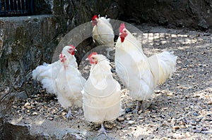 White chickens