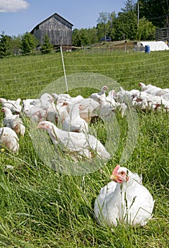 White chickens