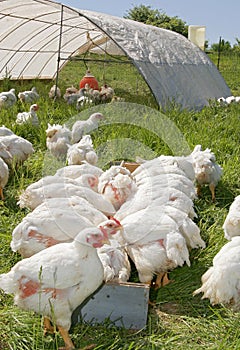 White chickens