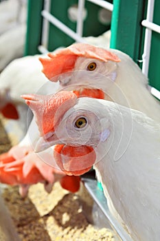 White chickens in cage