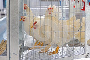 White Chickens Cage