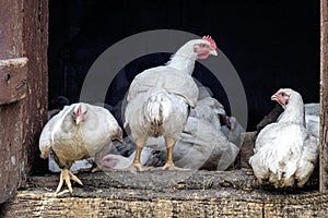 White chickens in the chicken coop near the door.