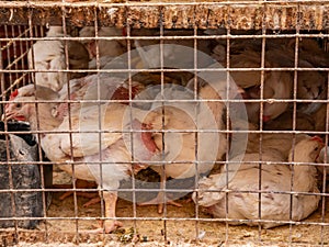 White chickens in a dirty iron cage. Bird trade.