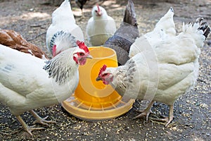 White chickens, farm birds eat food from a special feeder. High-quality birds. House of eco-friendly economy. Raising