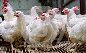 Indoors chicken farm, chicken feeding, farm for growing broiler chickens photo