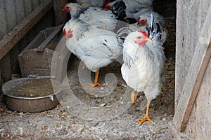 White chickens farm in winter