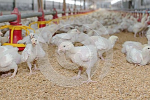 White chickens,Poultry farm.