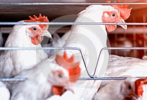 White chickens sit behind bars in a poultry farm, the production of broiler chickens, hennery, close-up