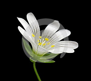 White chickweed flower