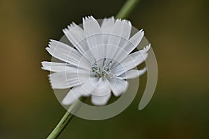 White Chicory Rare Color