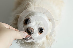 White chihua hua eats from hands. Close-up