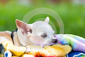 White chihuahua on blanket