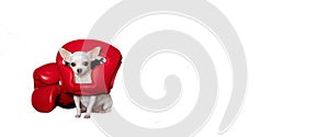 A white chihuahua dog in a boxing protective red helmet sits next to red boxing gloves against a white banner.