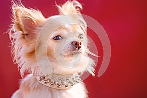 A white chihuahua dog in a collar on a red background. Portrait of a small breed dog