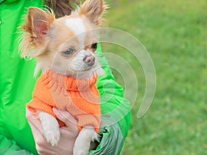 White Chihuahua dog in an orange sweater in the arms of a girl. Pet